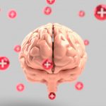 brain